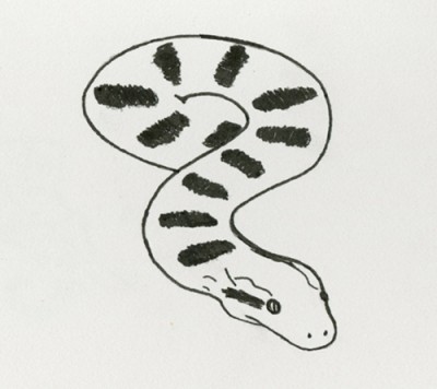 An Anaconda - Pen