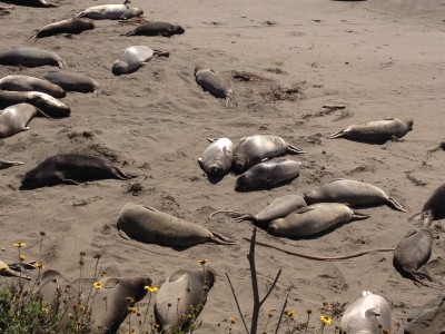 Elephant Seal Beach