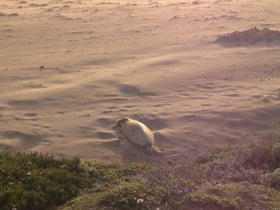 Elephant seal chillin'