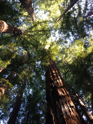 Redwood grove