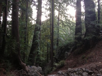 Pfeiffer Falls grove