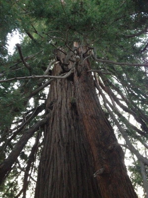 Drooping branches big as trees