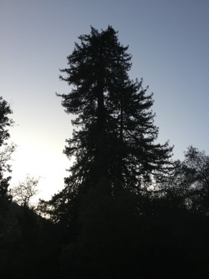 Redwood silhouette