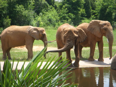 Elephants play in the pond - NC Zoo