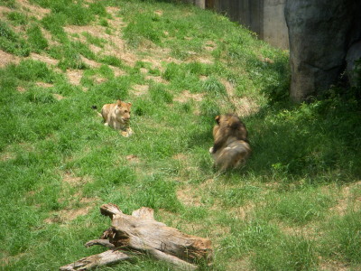 African lions lounging