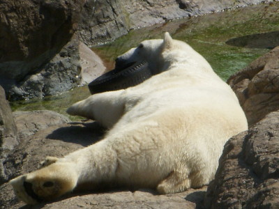 The polar bear playing with a tire