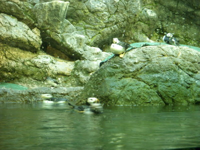 Puffins chilling on rocks