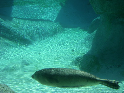 Harbor seal going for a swim