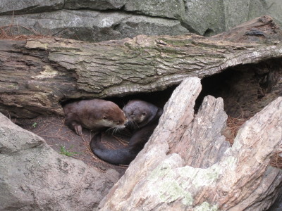 Otters!