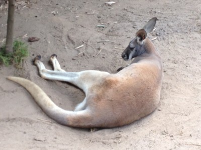 The kangaroo walk gets you super close