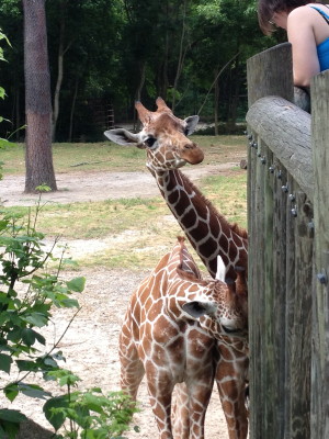 Giraffes mingling with the humans