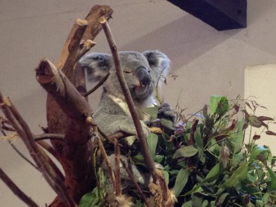 Koala bear munching a snack