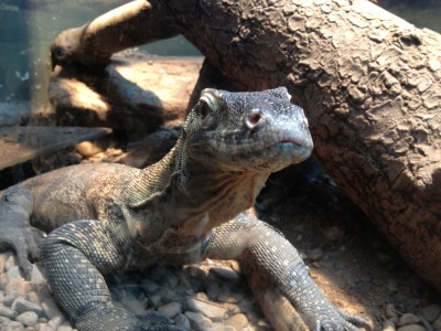 My friend the Komodo Dragon