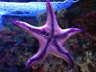 A purple starfish