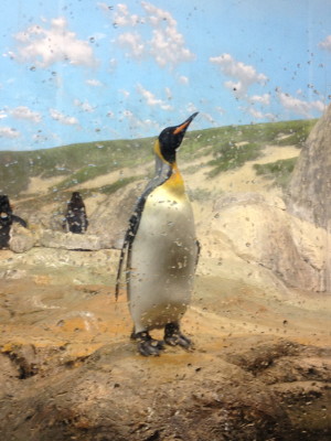 A penguin strutting his stuff