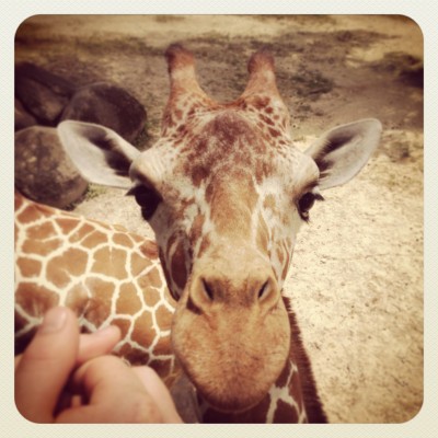 Giraffe - Riverbanks Zoo, Columbia, SC