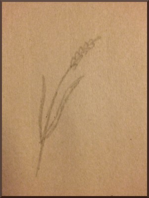 Wheat - pencil on newsprint