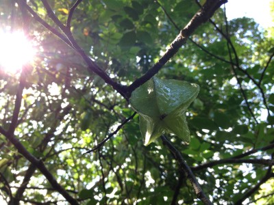 A star fruit hanging in Hawaii Tropical Botanical Gardens