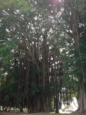 The giant banyan tree in Liliuokalani Gardens