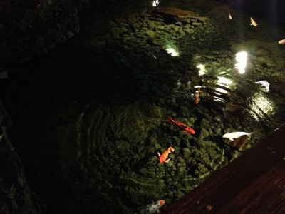 View of the Koi fish from our Ponds table.