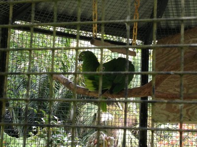 Parrots at the Pana`ewa Rainforest Zoo