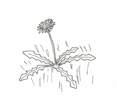 A Dandelion - pen