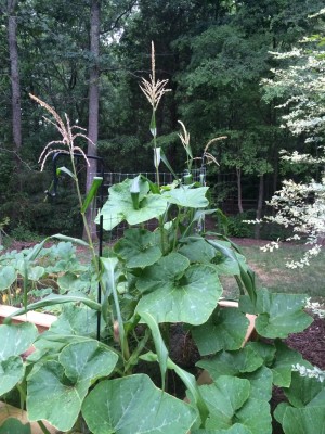 Up the trellis - over and out.