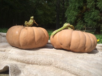 More pumpkins!