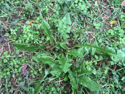 A Dandelion