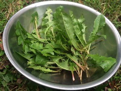 Gathered Dandelion Greens.